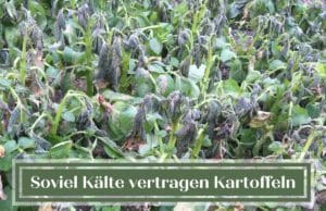 Kartoffeln Frost