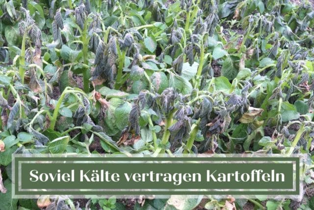 Kartoffeln Frost