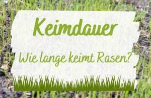 Keimdauer Rasen