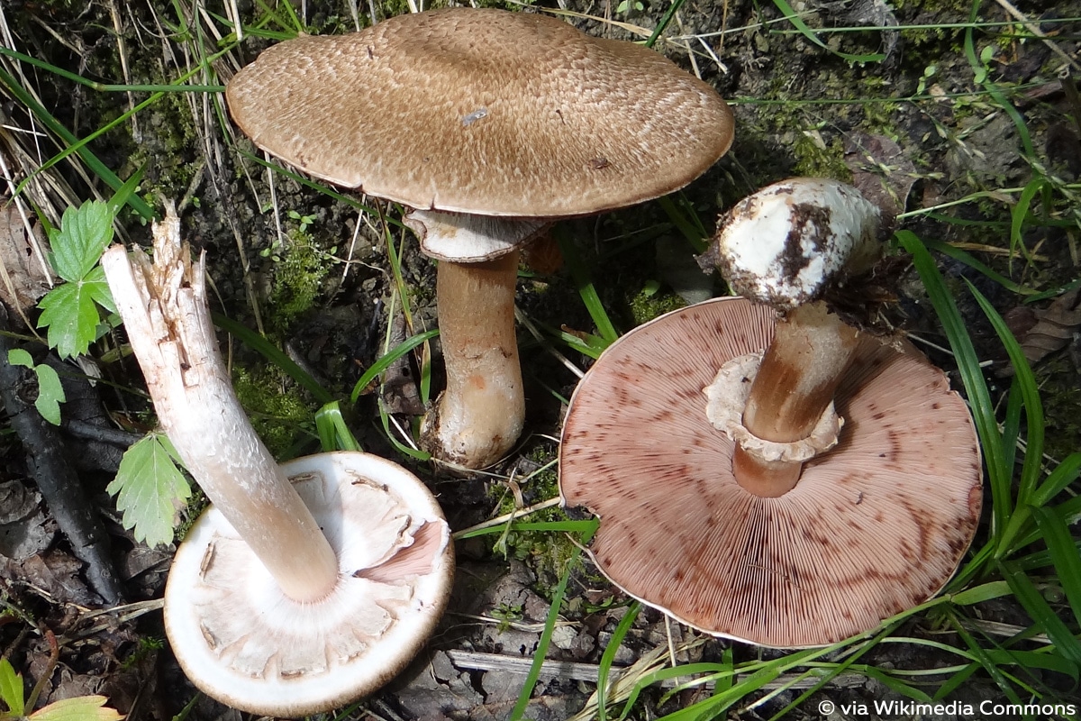 Kleiner Waldchampignon (Agaricus silvaticus)