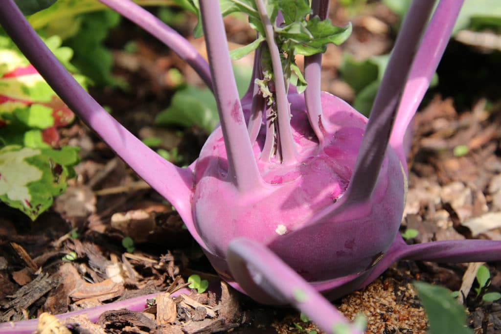 Kohlrabi (Brassica oleracea var. gongylodes)