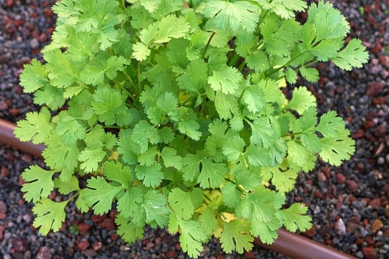 12 gute Nachbarn für Koriander im Kräuterbeet - Gartendialog.de