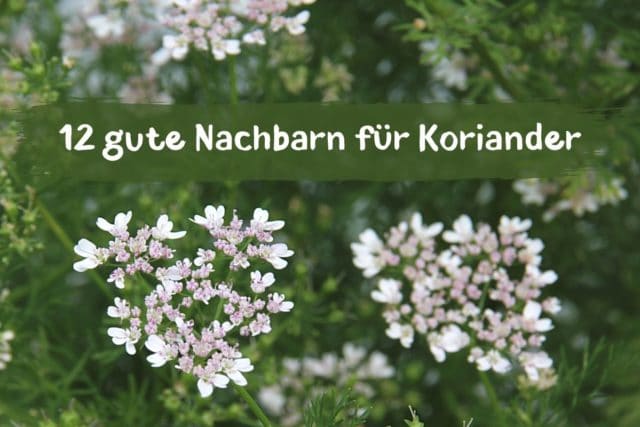 gute Nachbarn für Koriander