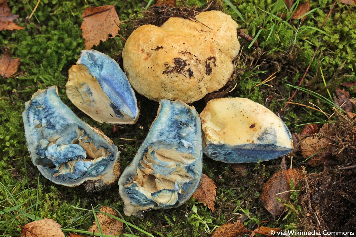 Röhrenpilz, Kornblumen-Röhrling (Gyroporus cyanescens)