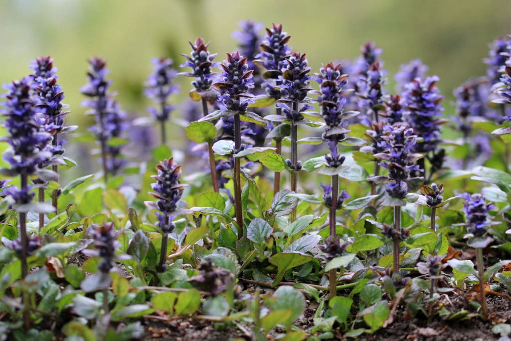 Kriechender Günsel (Ajuga reptans)