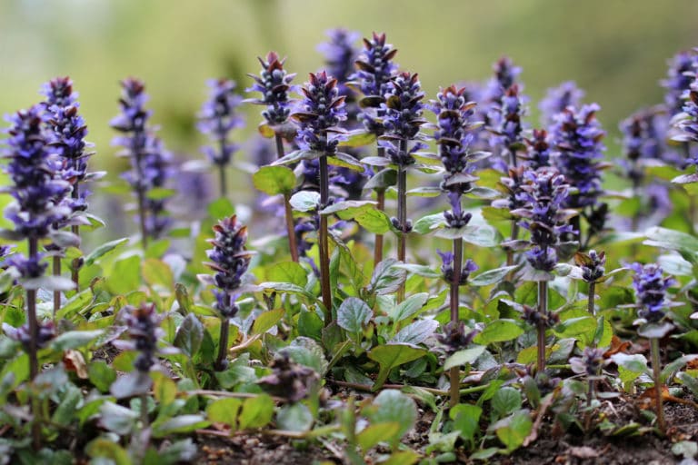 Hilfe: frisch gesäter Rasen und überall Unkraut - Gartendialog.de