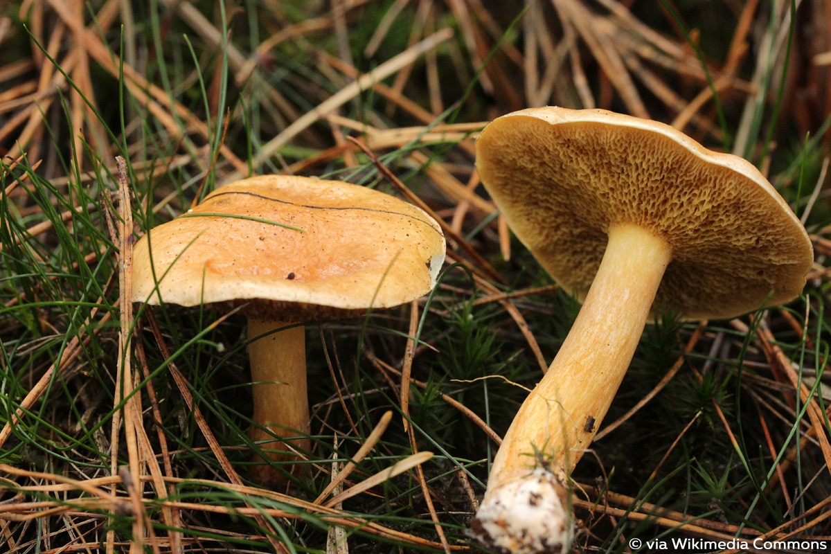 Kuhröhrling, Kuhpilz (Suillus bovinus)