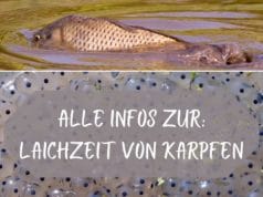 Laichzeit Karpfen