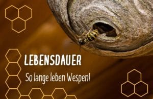 Lebensdauer Wespen