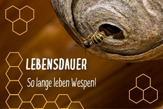 Lebensdauer Wespen
