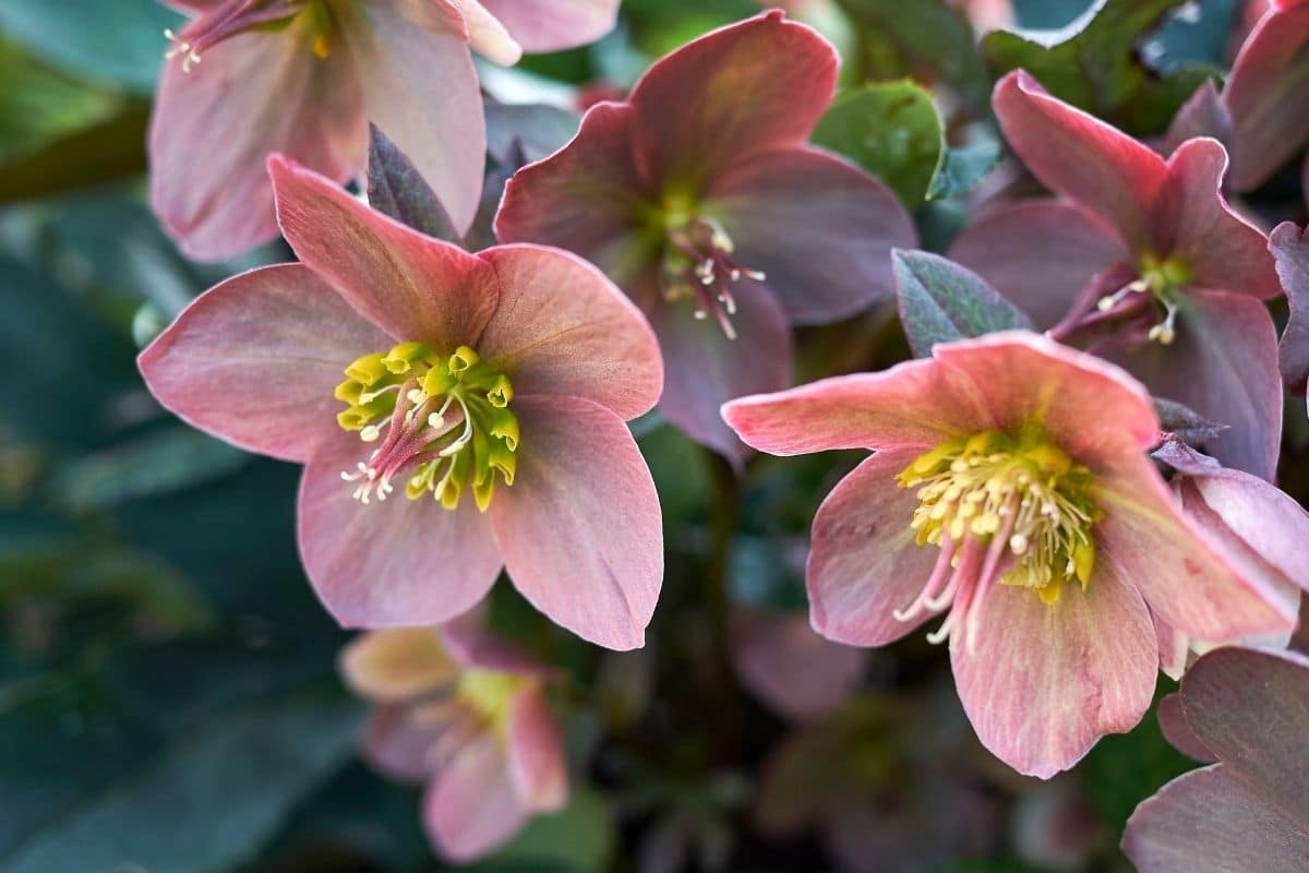 Lenzrose (Helleborus x orientalis)