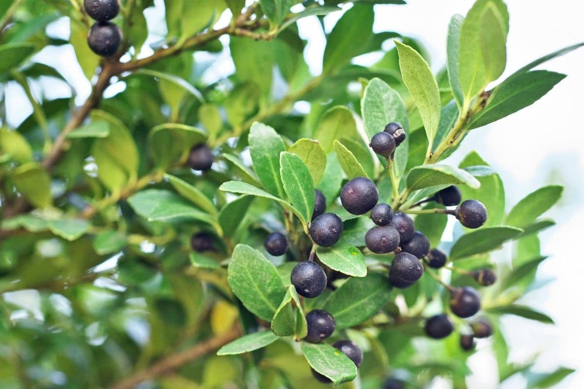 Winterpflanze, Löffel-Ilex 'Dark Green' (Ilex crenata 'Dark Green')