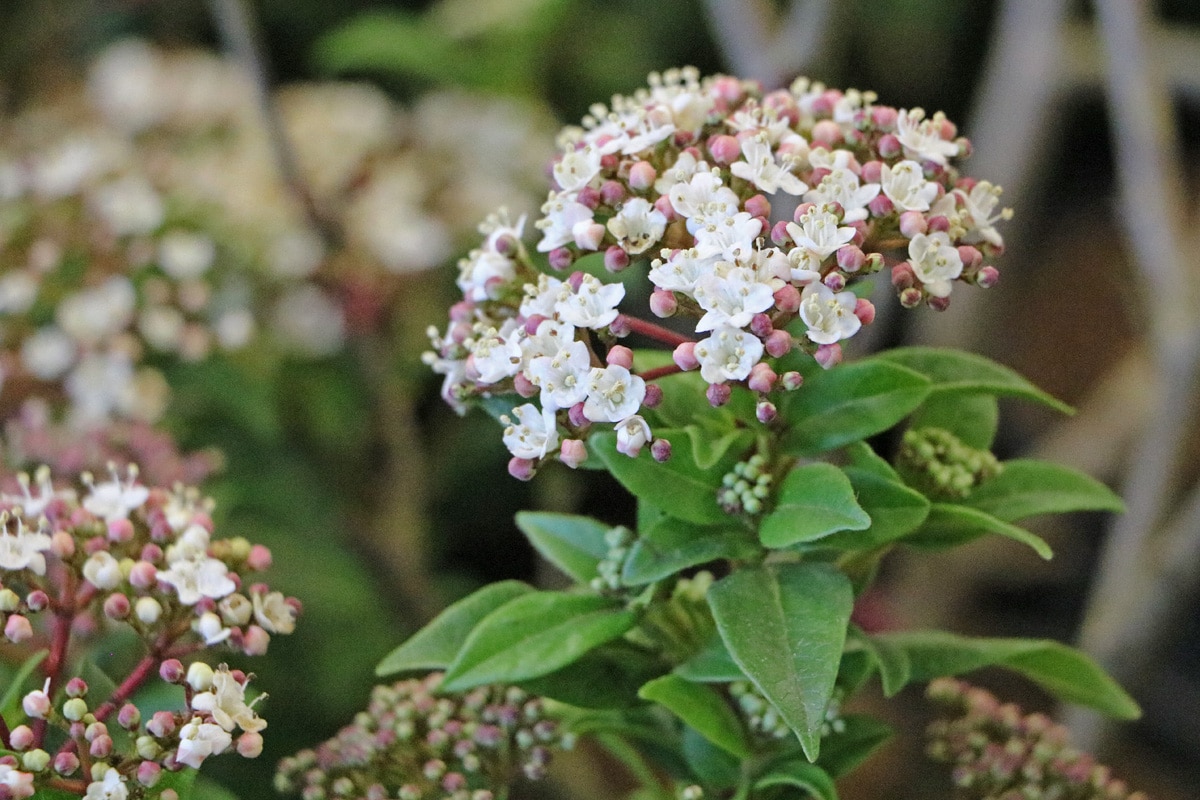 Lorbeer-Schneeball 'Gwenllian' (Viburnum tinus 'Gwenllian')