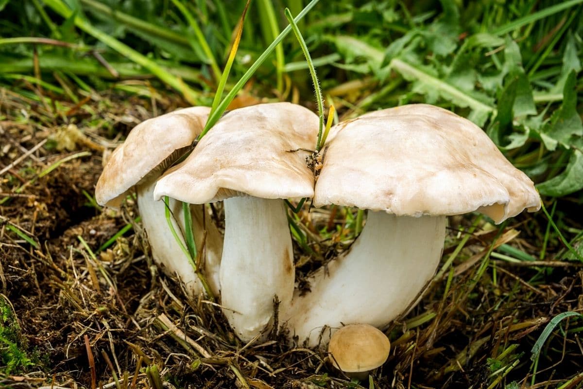 Maipilz, Mairitterling (Calocybe gambosa), Pilzarten