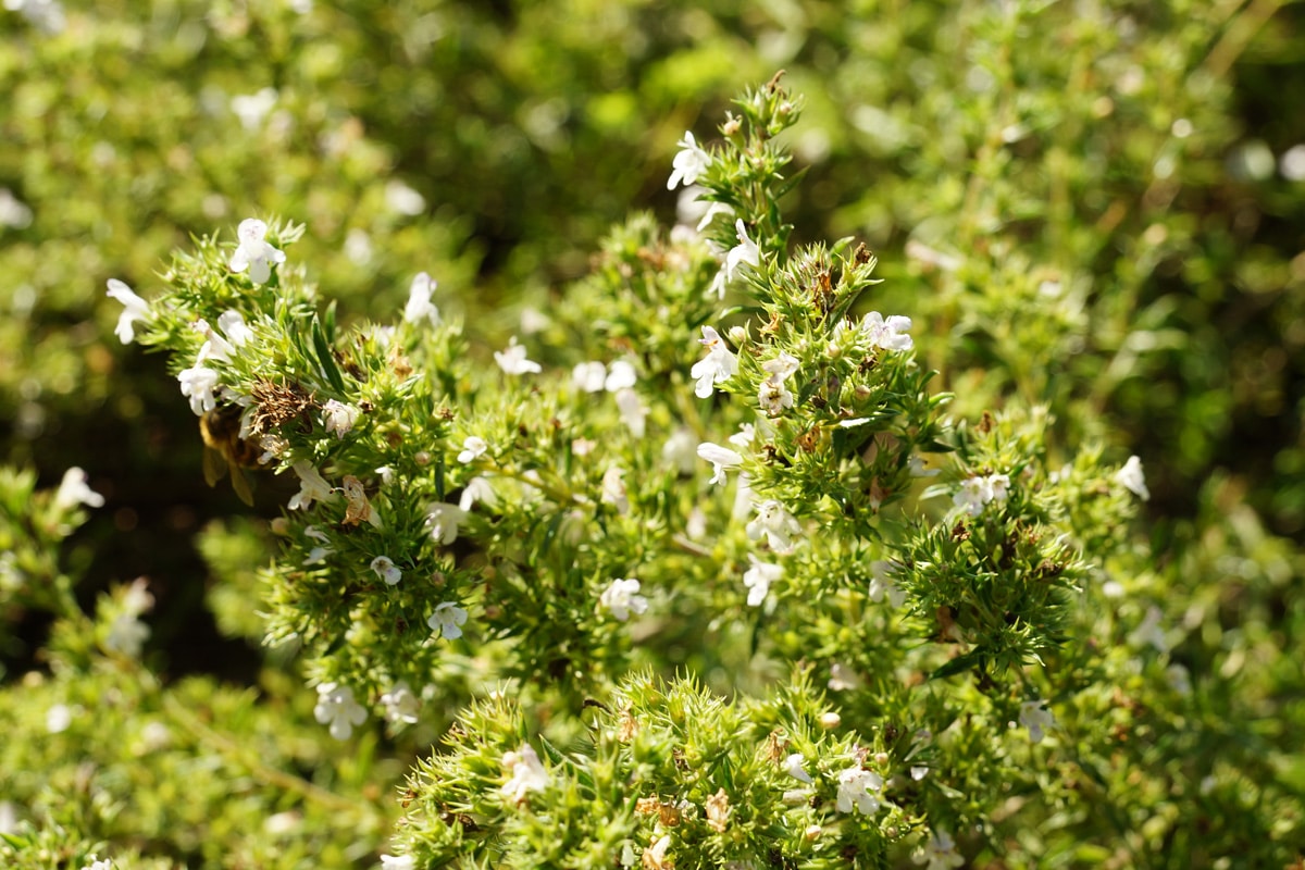 Majoran, Origanum majorana