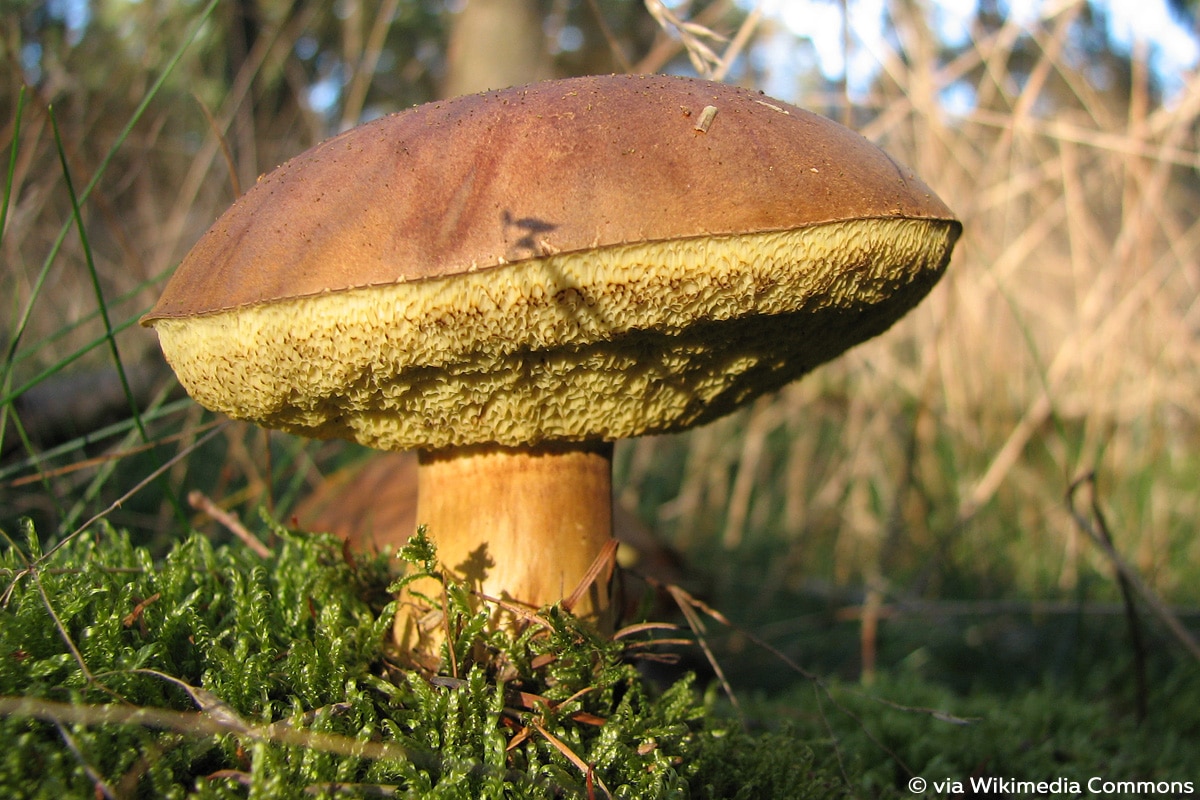 Maronen-Röhrling (Imleria badia)