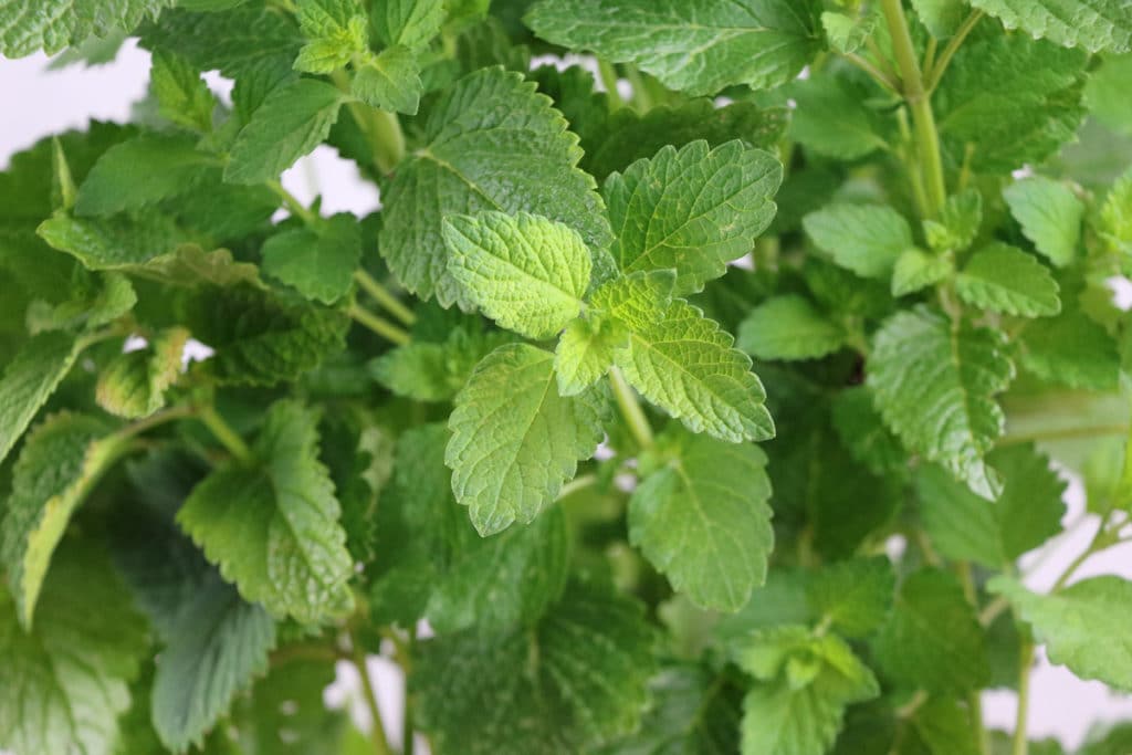 Minzen, Mentha, Nachbar für Koriander