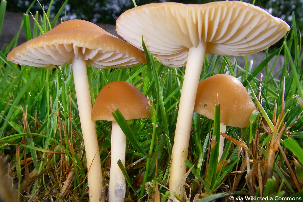 Nelken-Schwindling (Marasmius oreades)