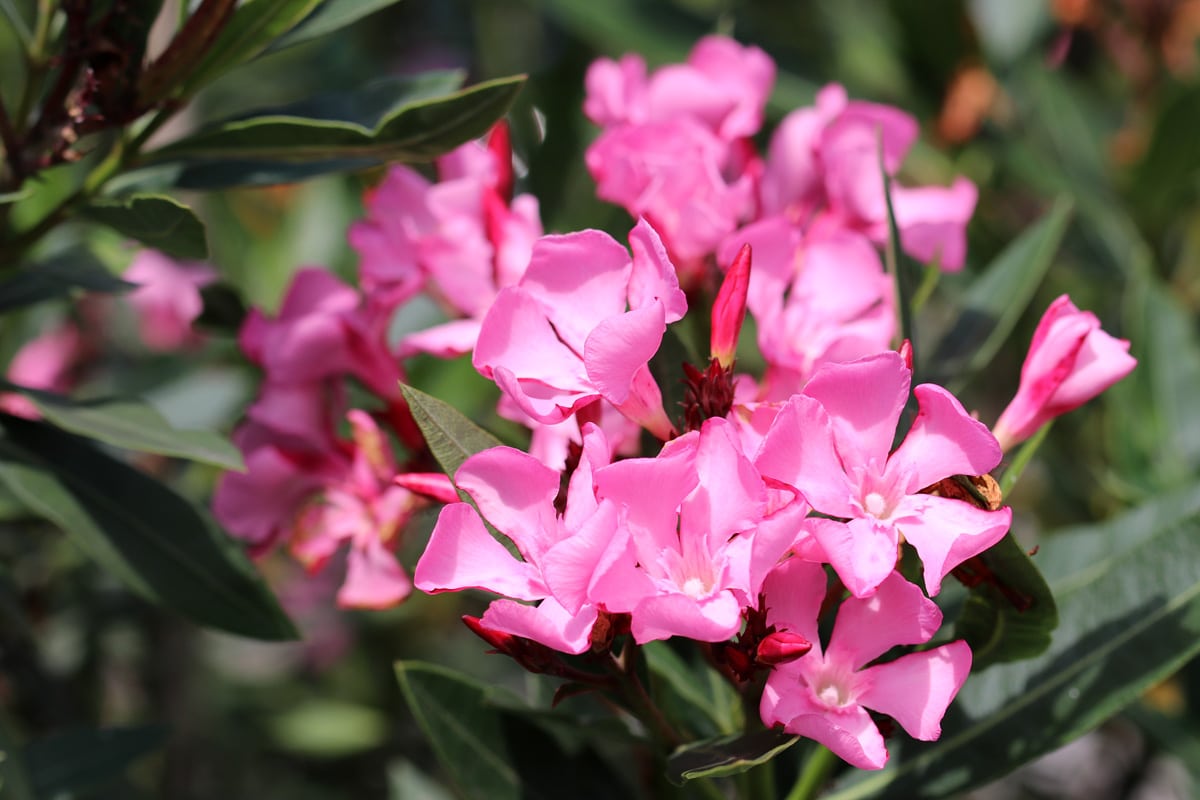 Oleander