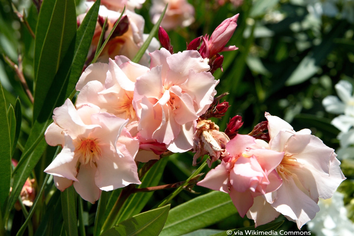 Oleander