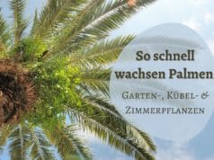 Palmenwachstum