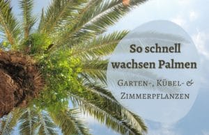 Palmenwachstum