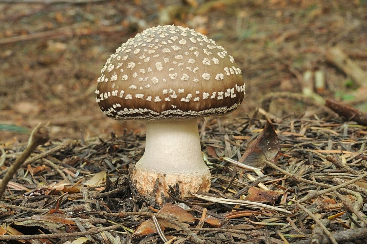 Pantherpilz (Amanita pantherina), Pilzarten