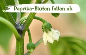 Paprika-Blüten fallen ab