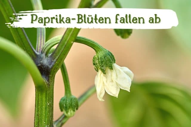 Paprika-Blüten fallen ab