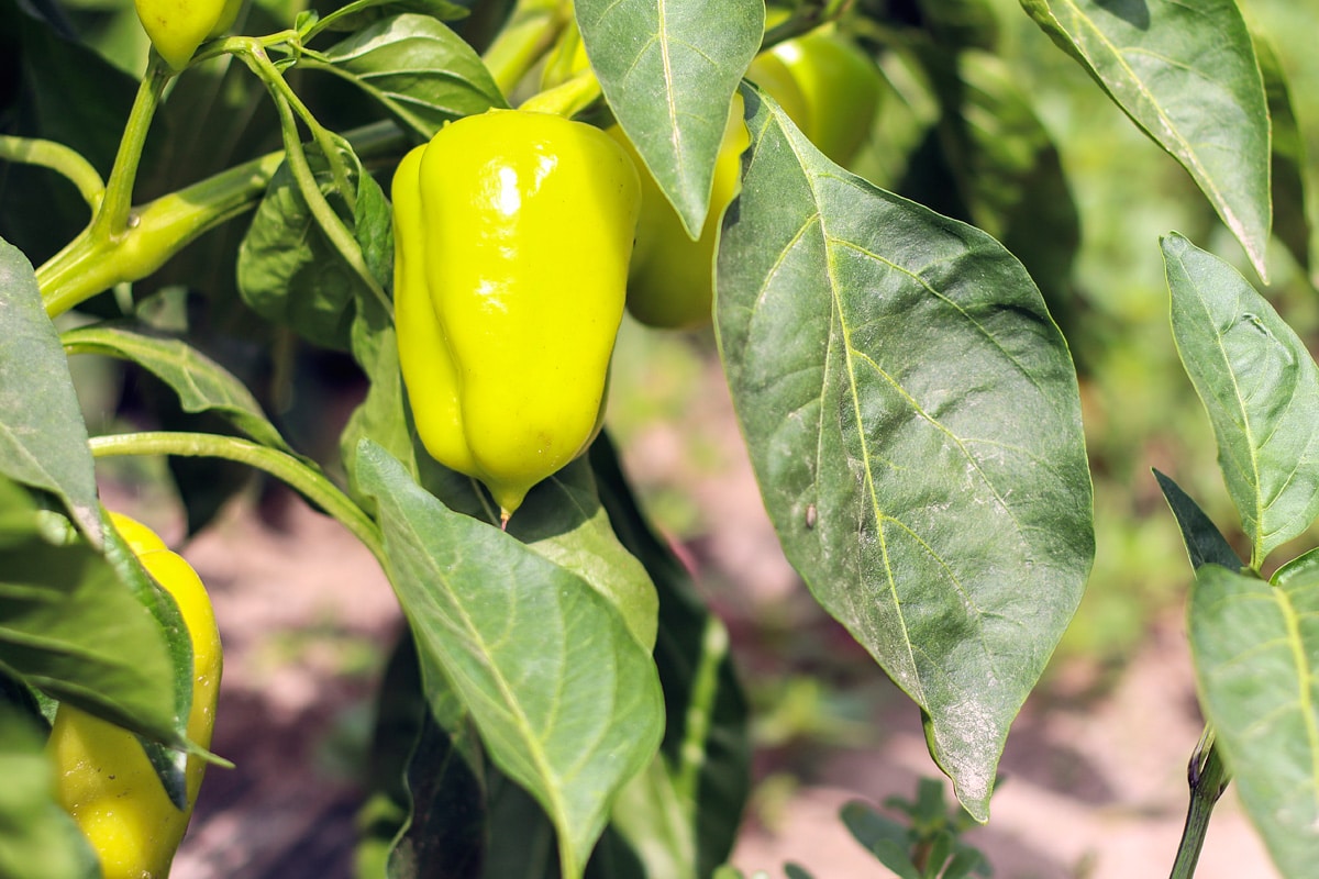 Capsicum liebt Sonne