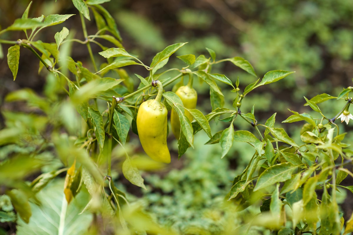 grüne Paprika