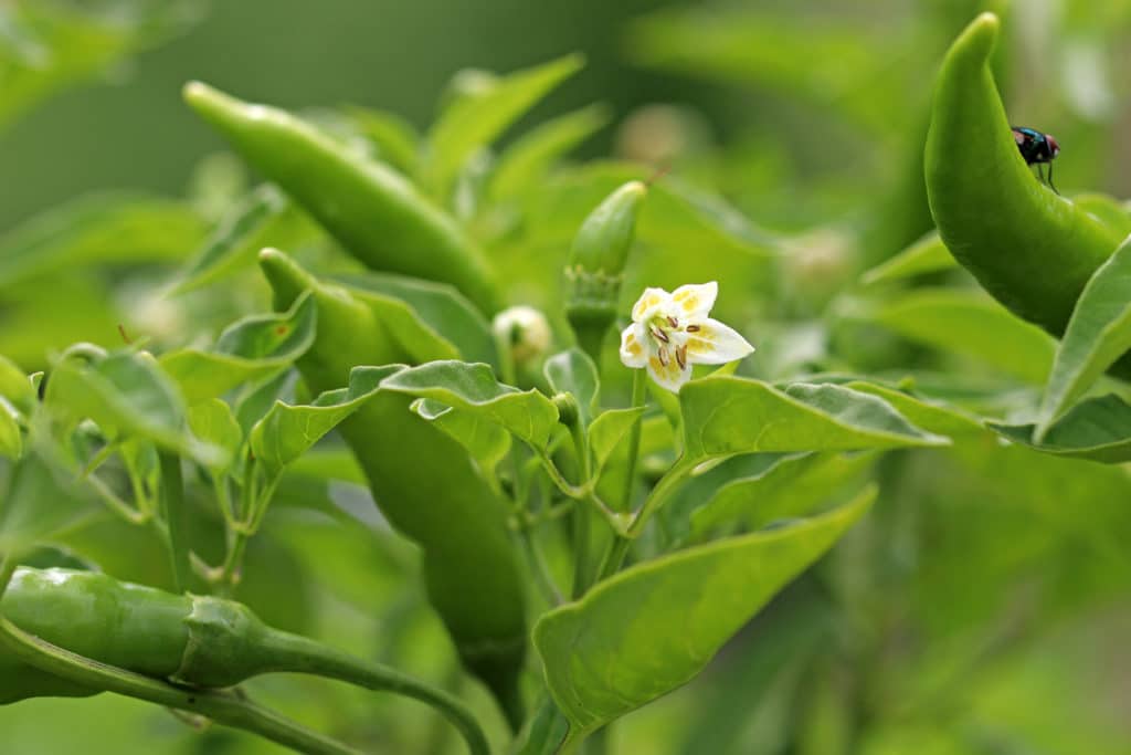 Glockenchili (Capsicum baccatum)