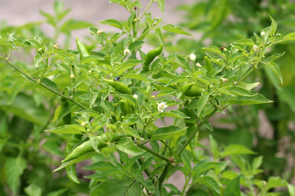 Paprika, Chili