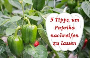 Paprika nachreifen lassen