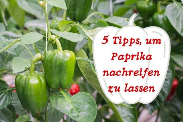 Paprika nachreifen lassen