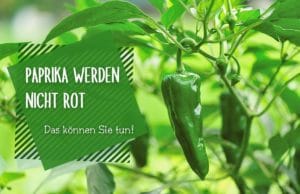 Paprika nicht rot