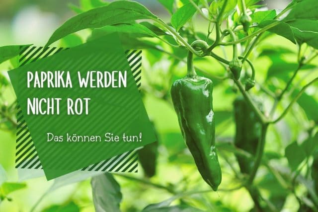 Paprika nicht rot