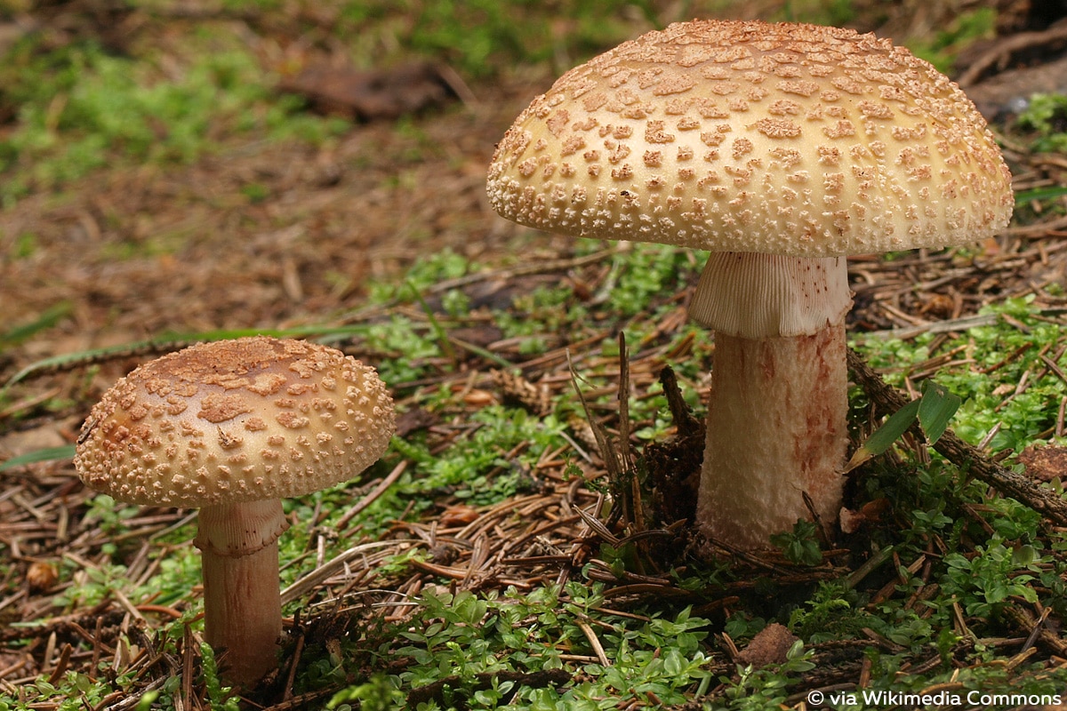 Perlpilz (Amanita rubescens)