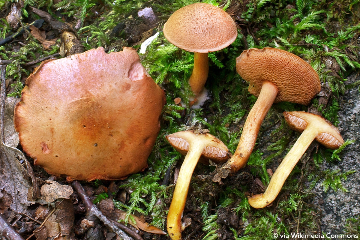 Pfefferröhrling (Chalciporus piperatus), Röhrenpilz