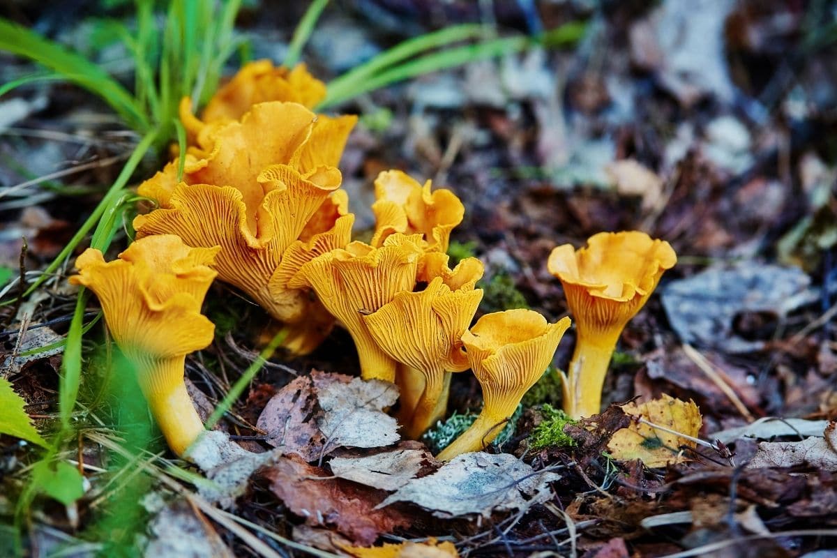 Pfifferling, Eierschwamm, Dotterpilz (Cantharellus cibarus)