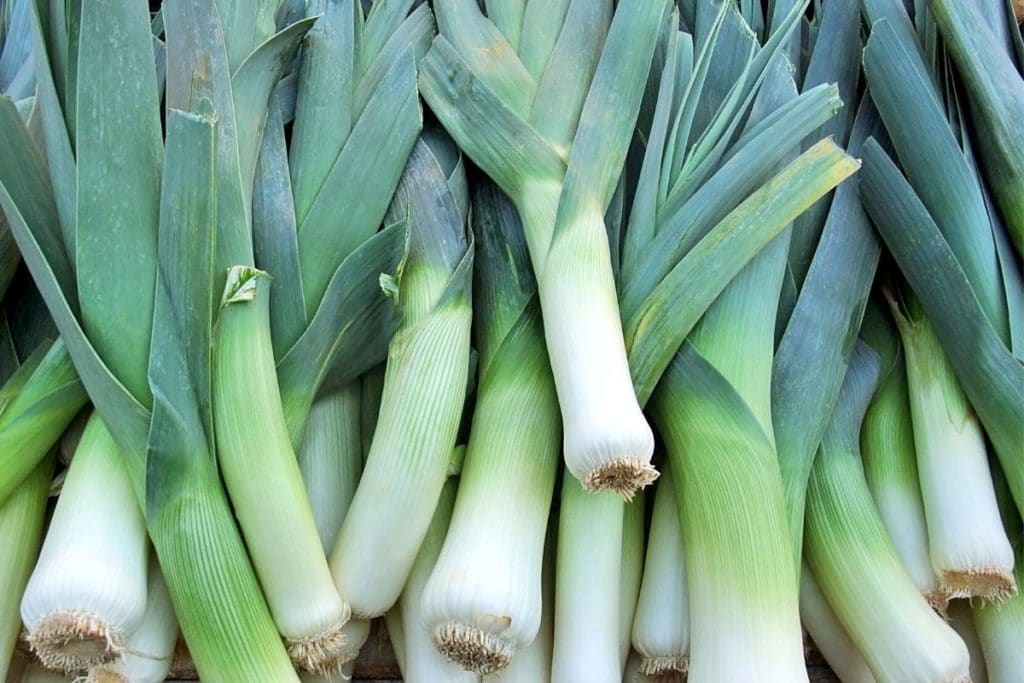 Porree (Allium ampeloprasum subsp. ampeloprasum), Wintergemüse