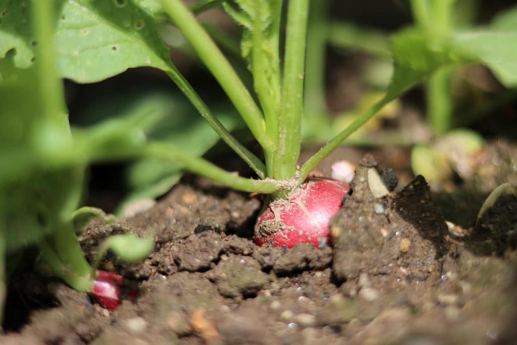 Radieschen (Raphanus sativus var. sativus)