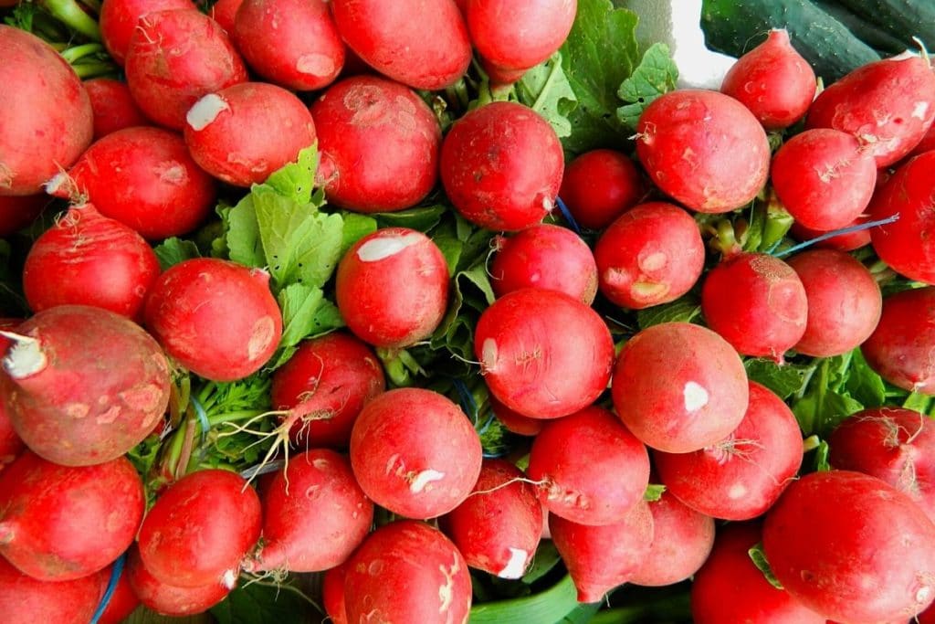 Warum sind Radieschen scharf? Milde und scharfe Sorten Gartendialog.de