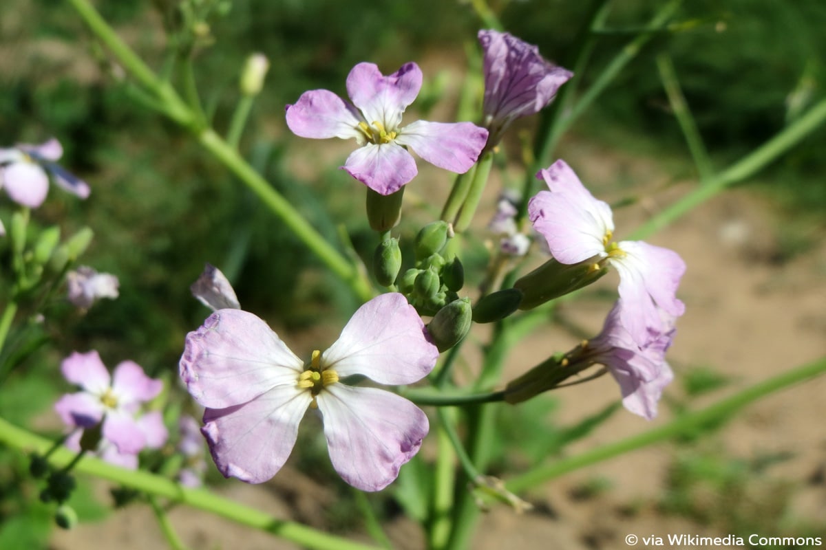 Radieschenblüte