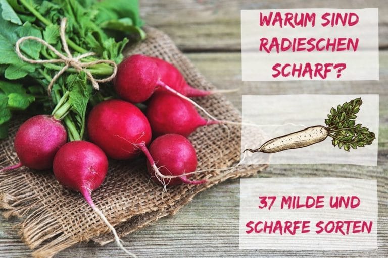 Warum sind Radieschen scharf? Milde und scharfe Sorten Gartendialog.de