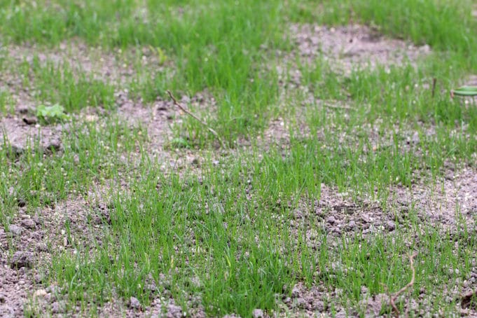 Kahle Stellen im Rasen: Ursachen erkennen und beheben - Gartendialog.de