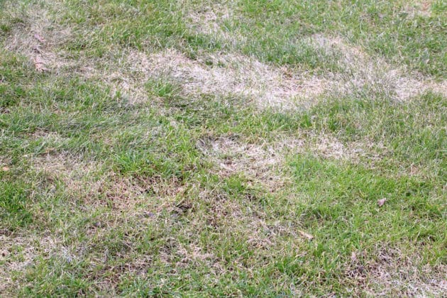 Rasen begradigen mit Sand