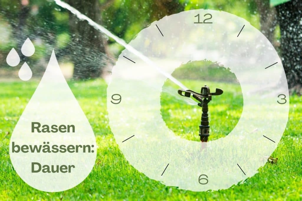 Richtwert: wie lange Rasensprenger laufen lassen? - Gartendialog.de
