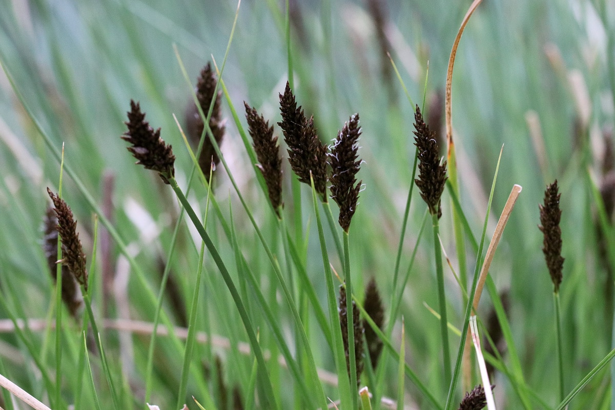 Raue Segge (Carex hirta)