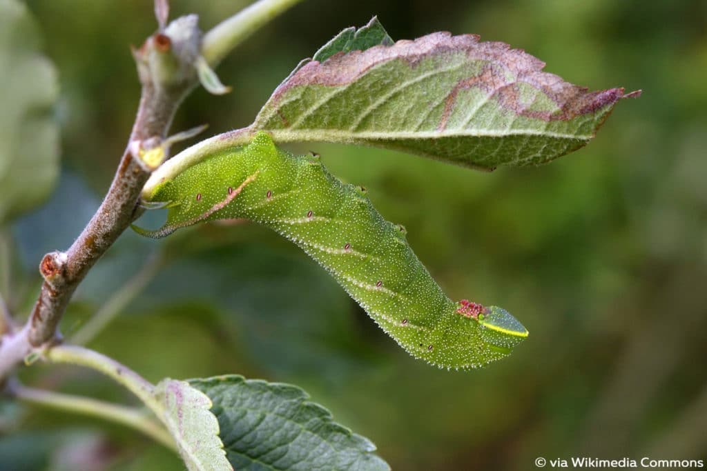 Abendpfauenauge (Smerinthus ocellatus), Raupen mit Horn